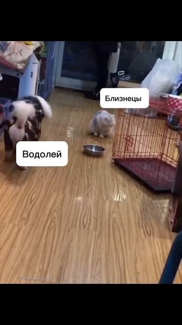 Юмор про Знаки Зодиака #знакизодиака #астроюмор #смешныевидео #приколысживотными #приколы