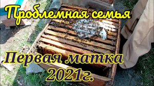 Первая матка 2021 года. Осмотр проблемной семьи