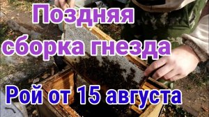 Поздняя сборка гнезда пчел в зиму. Рой, который поймал 15 августа 2020 года