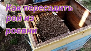 Как правильно пересадить рой в улей. Слёта не будет 100%. Что сделать, чтобы рой не слетел.