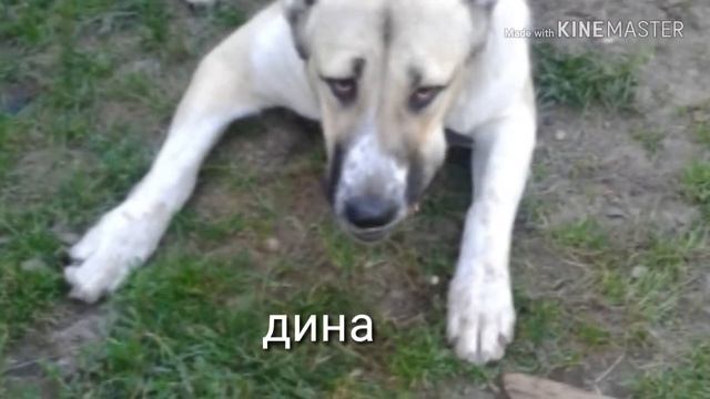 Показываю своих животных , и песня новелла смотреть онлайн