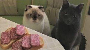 ВСМЫСЛЕ это не нам бутеры!? Смешные животные |Приколы про собак и кошек