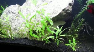 Add Anacharis to 10-Gallon, Betta Splendens Aquascape 12-2-22