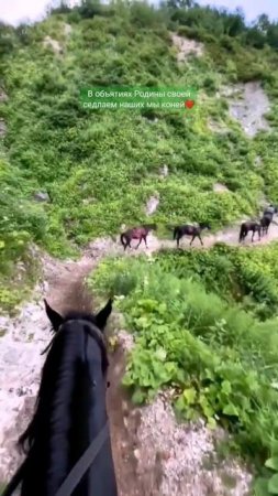 Кабардинская порода лошадей🐎 #shortvideo #shorts