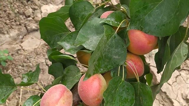 Delice cot apricot. 2 nd leaf смотреть онлайн