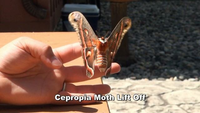 Cecropia Flight смотреть онлайн