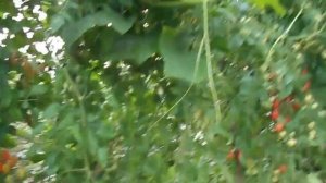 Как повысить урожай помидор в два раза.mp4