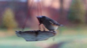 Птица ест из кормушки | Bird eating from the feeder