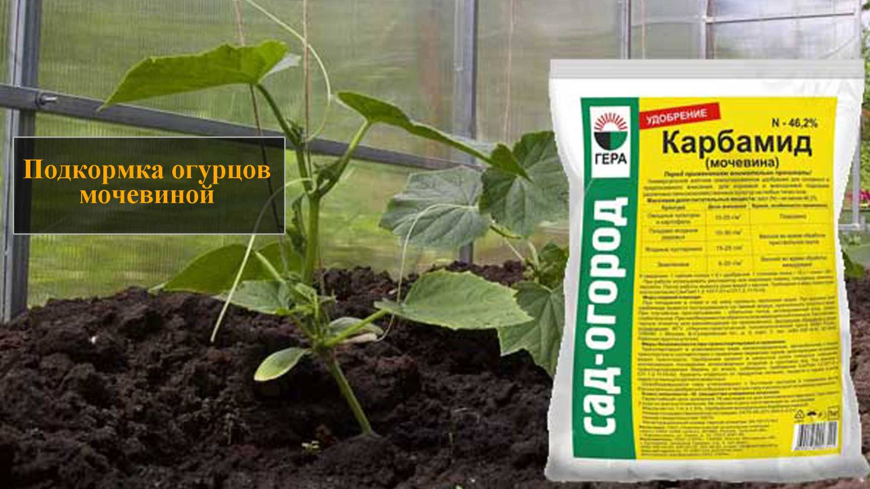 Подкормка огурцов мочевиной смотреть онлайн