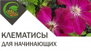 Клематисы для начинающих