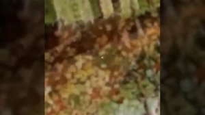 Поза лугом зелененьким брала вдова льон дрібненький