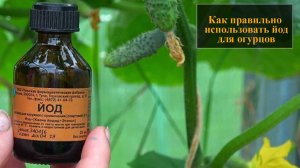 Йод для огурцов