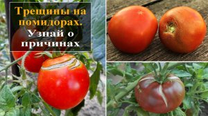 Почему трескаются помидоры