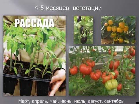 ВЫращивание рассады