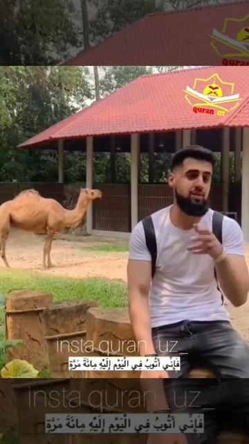 Soqol смотреть онлайн