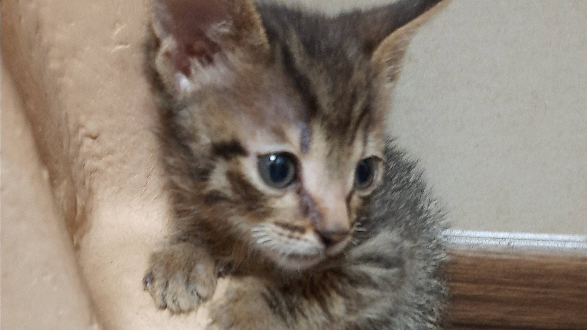 Кот Серёжа смотреть онлайн