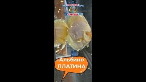 АЛЬБИНО ПЛАТИНА
