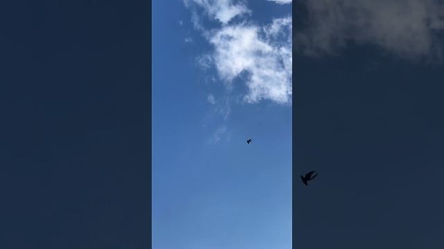 Турецкая Такла в Пятигорске. Арап -удивительная.😁✋ смотреть онлайн