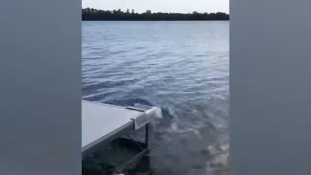 Забавные и милые животные #1 смотреть онлайн