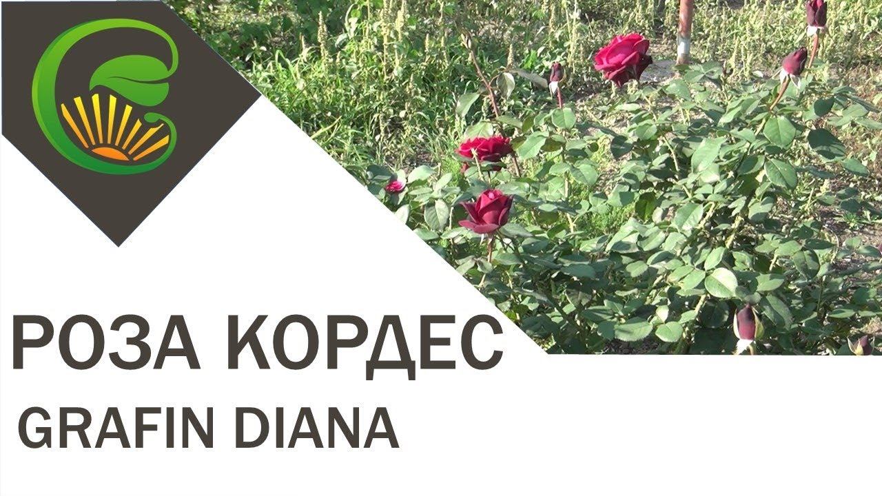 Роза Кордес Grafin Diana, серия Парфюм