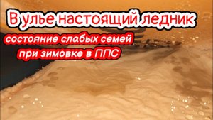 В ульях настоящий ледник! Зимовка в ППС... сетчатое дно не справляется... влага в ульях. Осмотр пчел