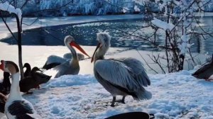 🦆️ Розовые и кудрявые пеликаны тоже рады снегу!