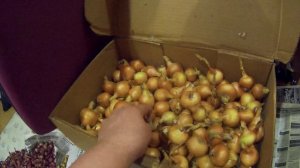 16 11 2017г. сортировка лука.