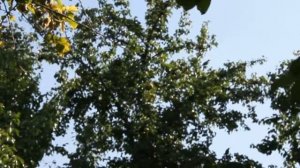 Птицы на груше