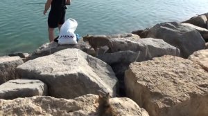 Кот отомстил рыбаку