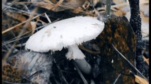 С  Волосевич  Почему с Серёжей не дружат #стихидлядетей #современныепоэты