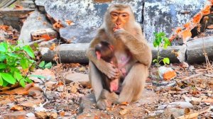 How is big love...When a monkey kiss and play baby monkey ROBERT like that.