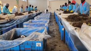 Маточник клубники