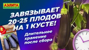 Высокоурожайный баклажан МАУГЛИ! Долгое хранение после сбора!