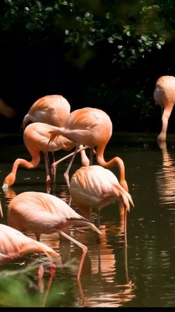 Flamingos have sweet moves #shorts #birds #flamengo смотреть онлайн