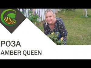 Роза Amber Queen (Harkness)