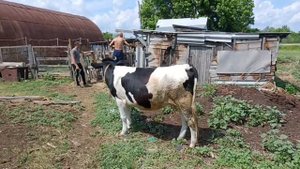 Покрытие коровы быком. Навес на калде. Выбираем столешницу.