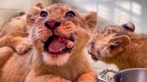 ОЧЕНЬ ИНТЕРЕСНО! Что пересилит у львят страх или желание ПОКУШАТЬ МЯСО, которое