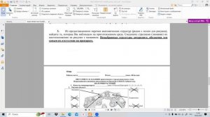 Разбор заданий регионального этапа олимпиады по Биологии 10 класс (Анатомия растений)