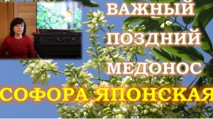 Ценный поздний медонос - софора японская. Особенности выращивания.
