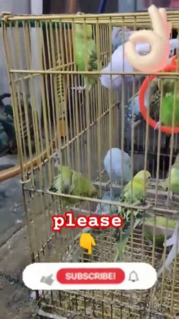 అందమైన  పక్షులు love birds 🕊️ 🤗👌👌#ytshorts #shortvideo #viral #entertainment