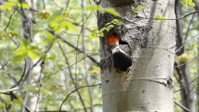La petite faune après les feux La semaine verte смотреть онлайн
