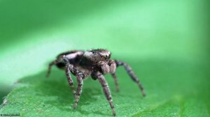 Evarcha falcata. Jumping spider.