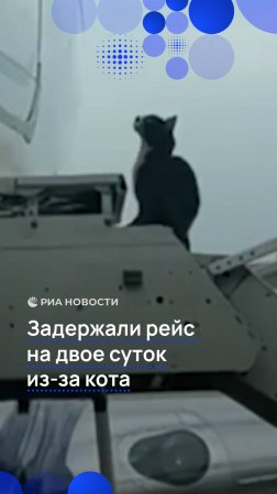 Задержали рейс на двое суток из-за кота