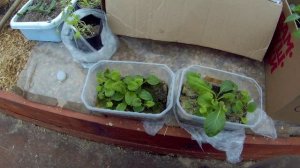 29 05 2017г лиственница - примула фильм2