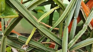 Циссус четырёхугольный или степной виноград. Cissus quadrangularis or Devil's backbone.