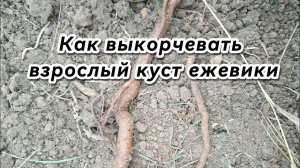 Как выкорчевать взрослый куст ежевики Карака Блэк?