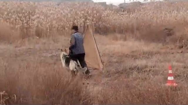 Фиелисс Джексон .Внезапное нападение смотреть онлайн