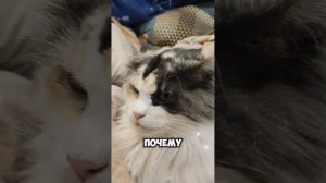 Сборник кошачей мудрости, выпуск 6