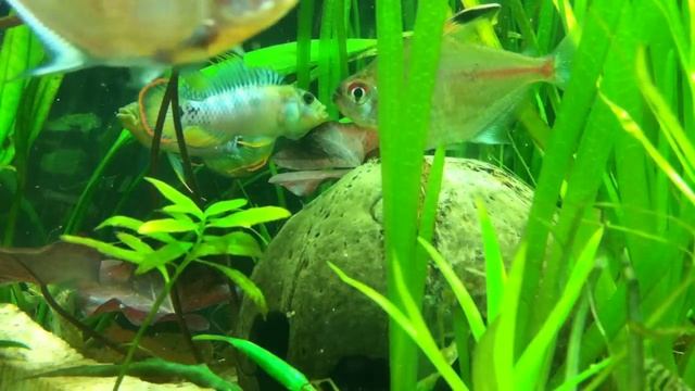 Apistogramma Inka /restoring order/ смотреть онлайн