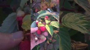 Саженцы малины МАРАВИЛЛА от производителя.